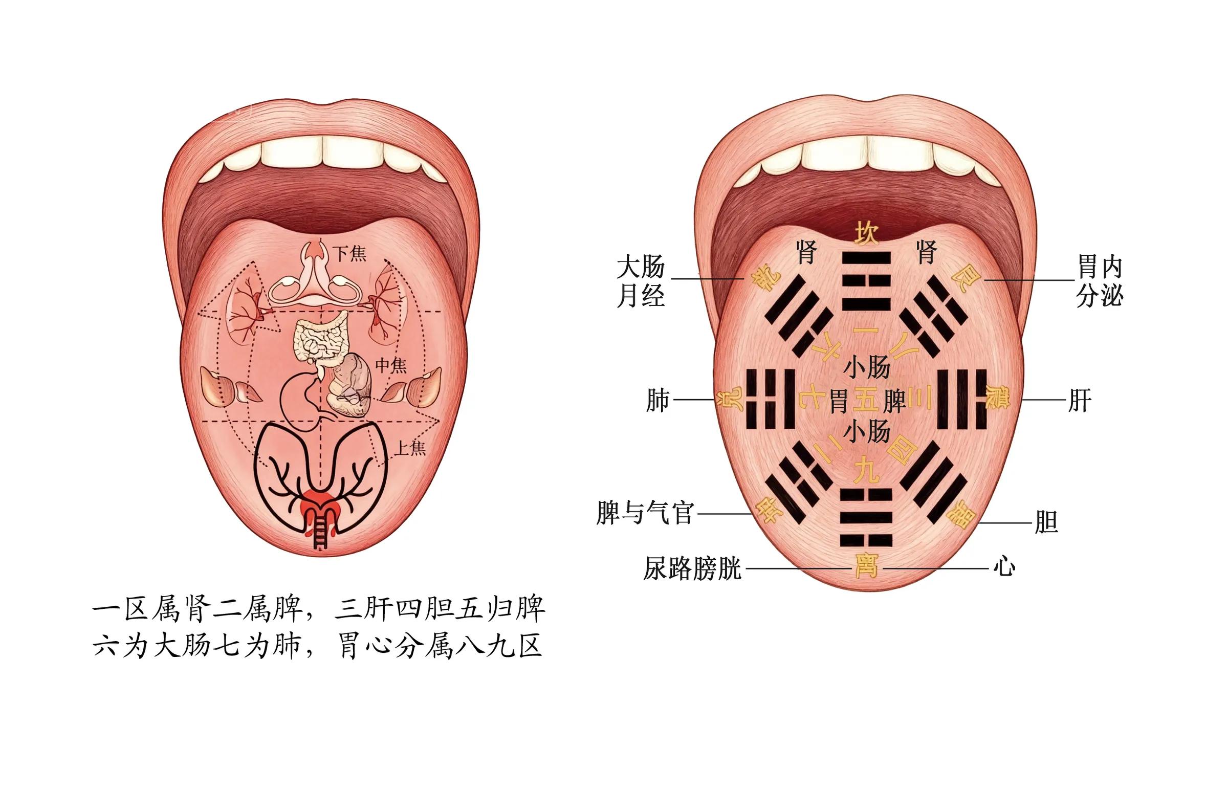 脏腑分区定位